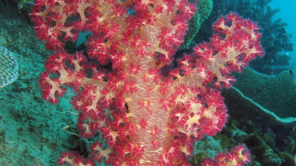 A soft coral (Dendronephthya sp.) at Cassini Island, 2010. 